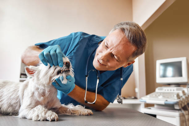 Best Walk-In Emergency Dentist in Mullica Hill, NJ